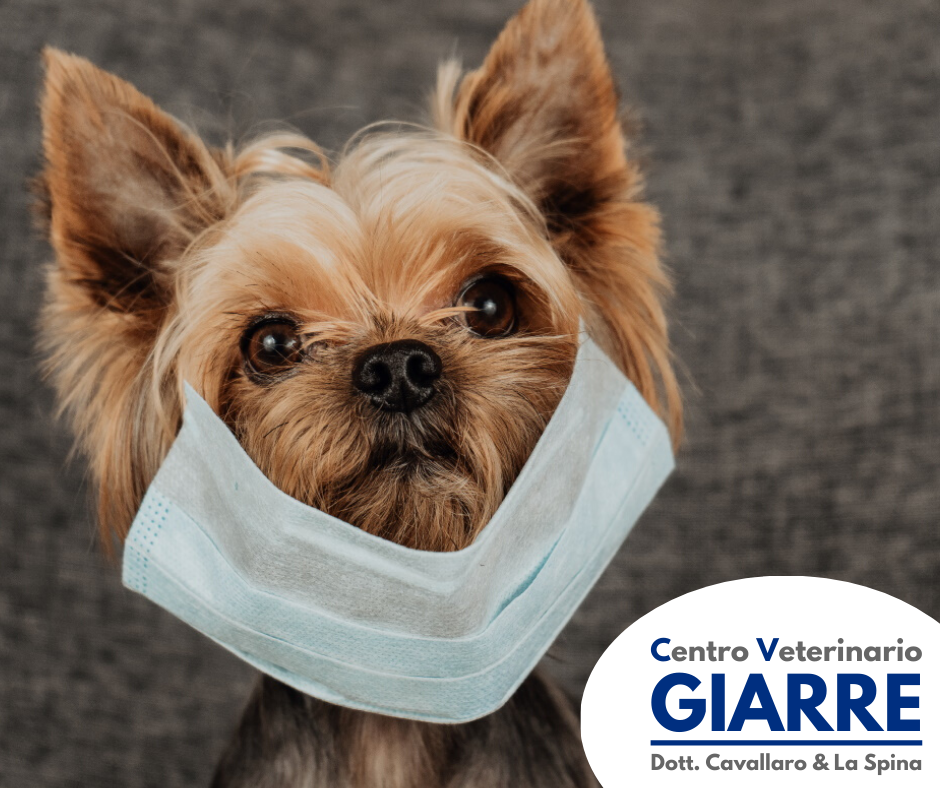 Centro Veterinario Giarre Coronavirus E Animali Domestici Cani E Gatti Non Diffondono L Infezione Cosa C E Da Sapere